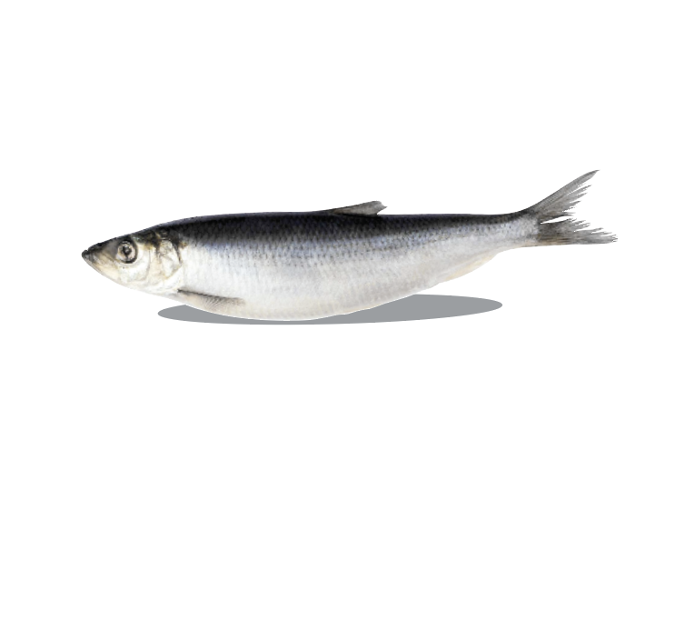 Big Country Raw - Whole Herring - 1lb