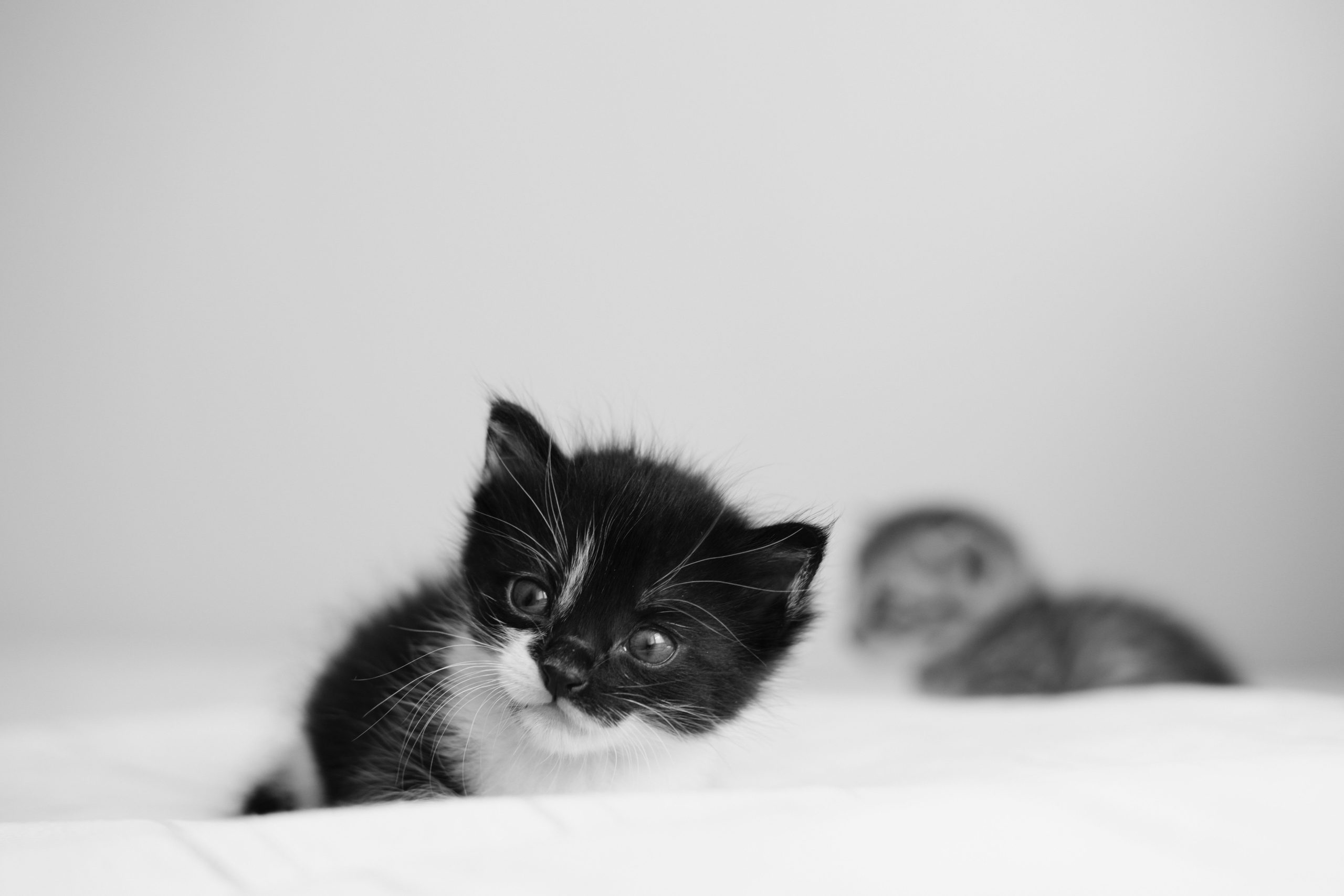 Kittens!